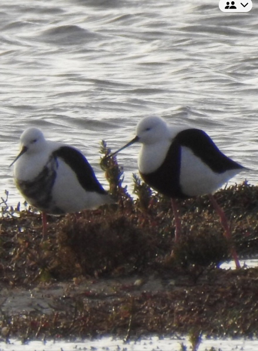 Banded Stilt - ML640173830