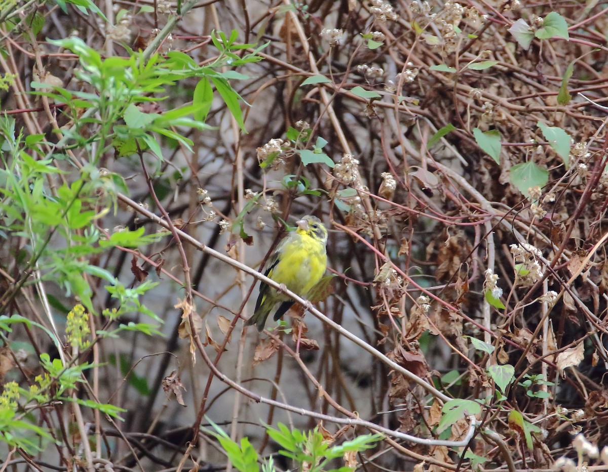 Yellow-breasted Greenfinch - ML640173870