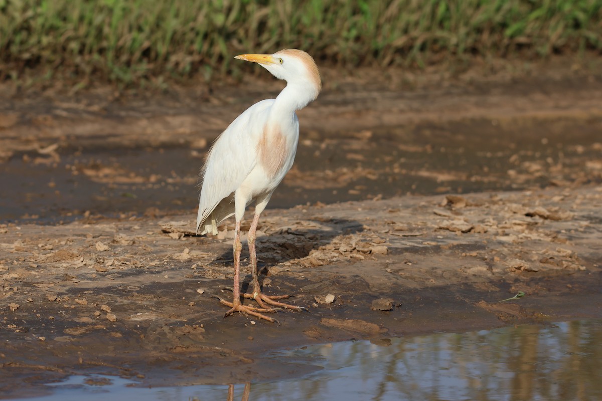 Western Cattle-Egret - ML640173936