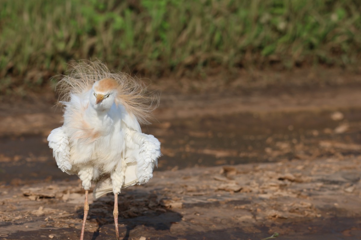 Western Cattle-Egret - ML640173942