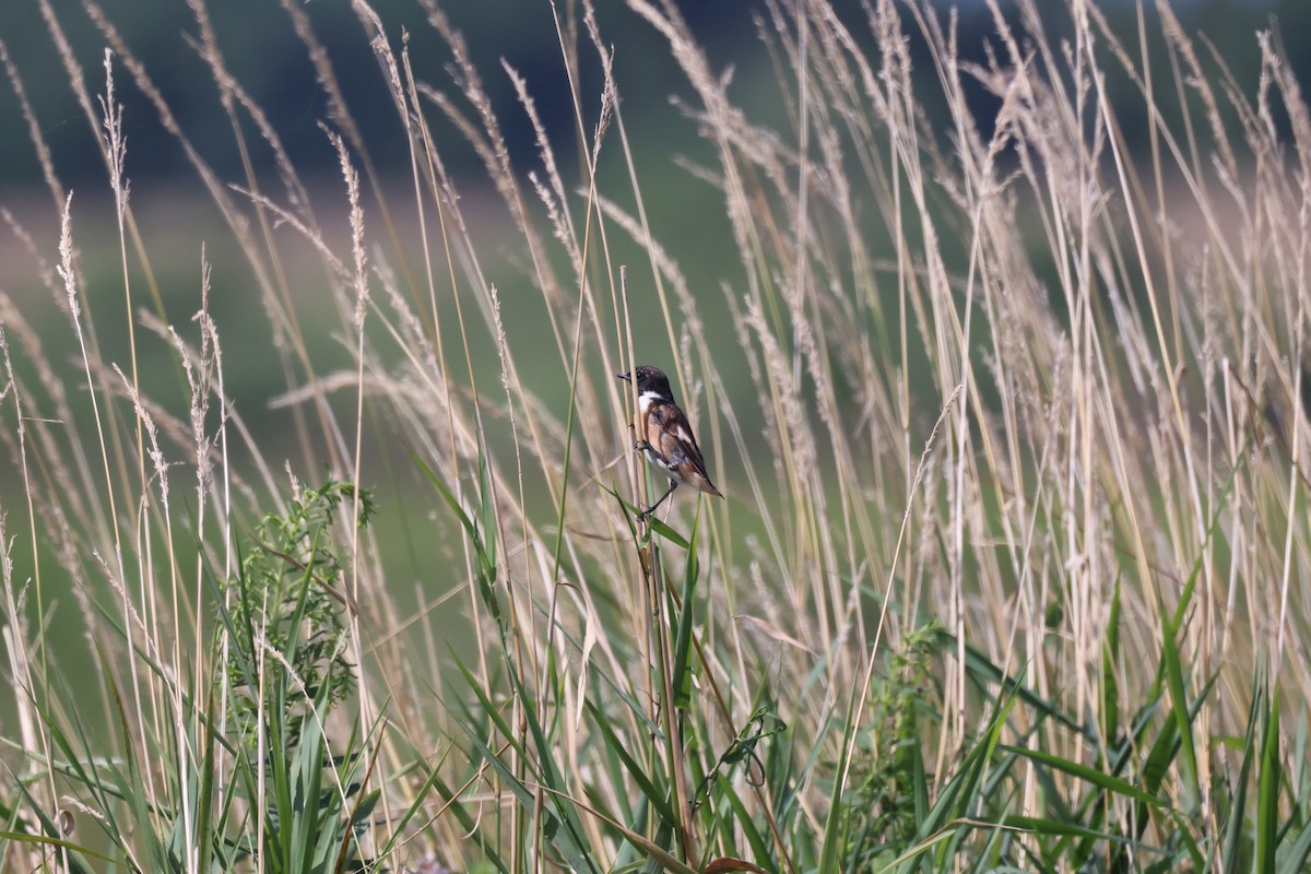 Amur Stonechat - ML640173943