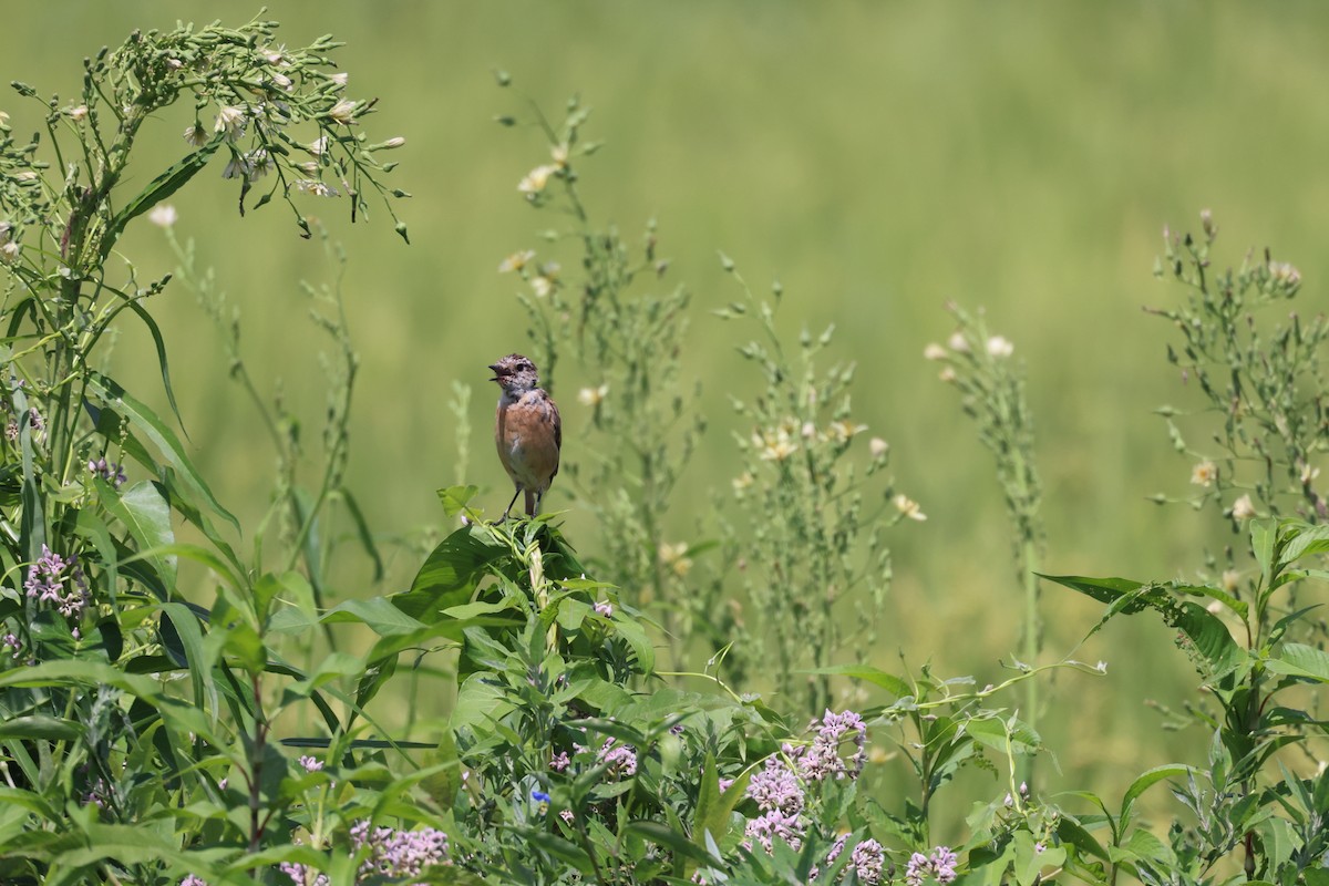 Amur Stonechat - ML640173944