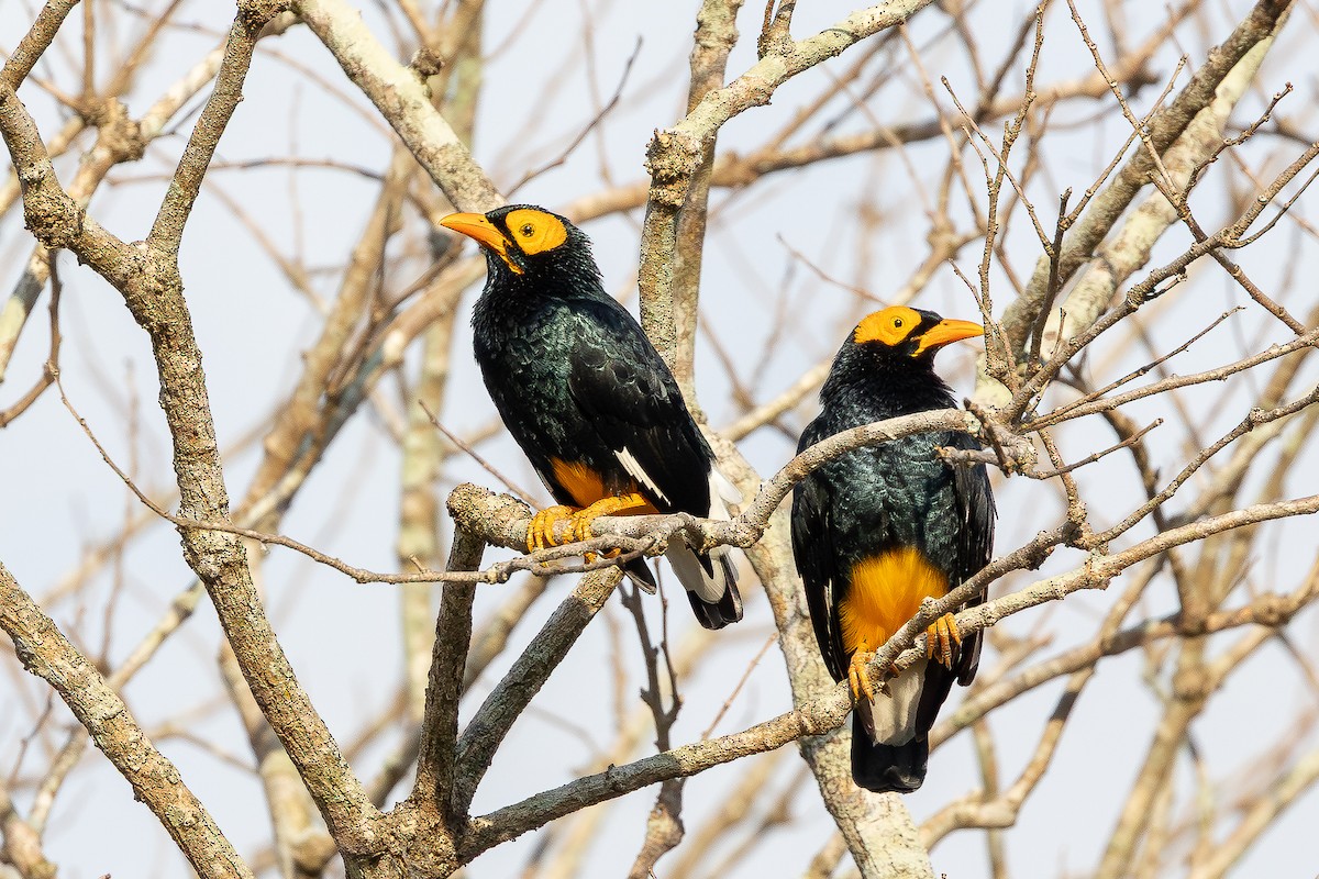 Yellow-faced Myna - ML640174030