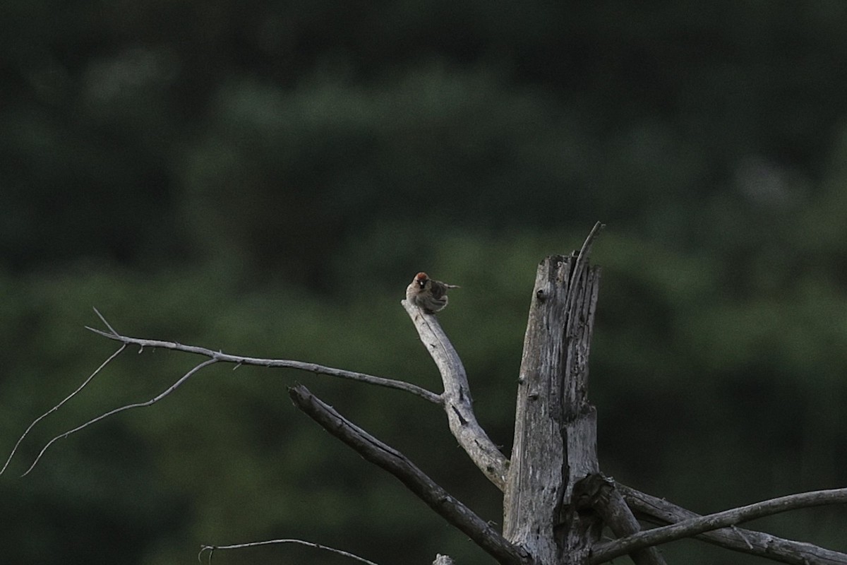 Redpoll (Lesser) - ML640174058