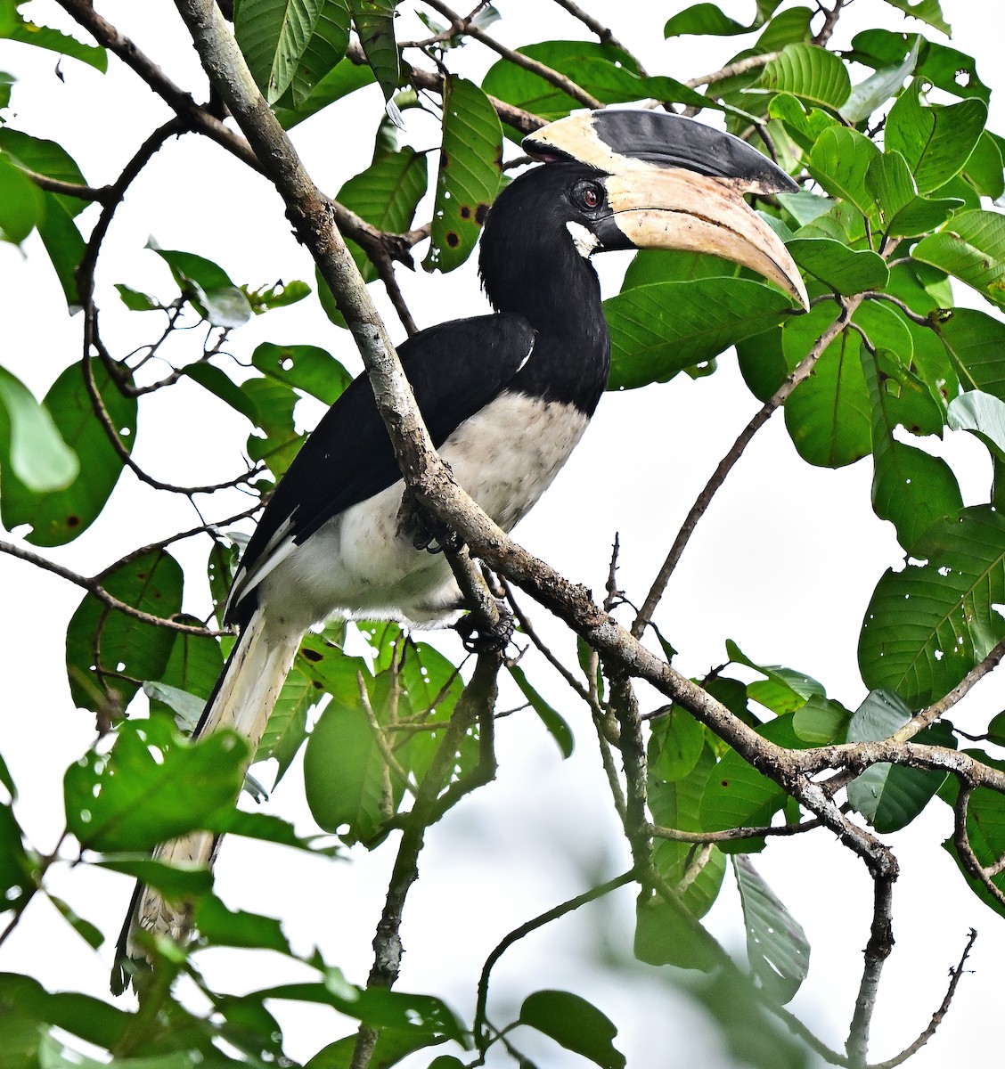 Malabar Pied-Hornbill - ML640174071