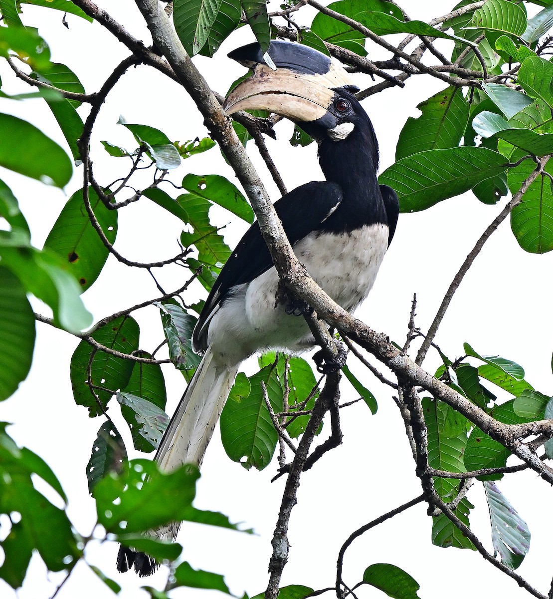 Malabar Pied-Hornbill - ML640174072