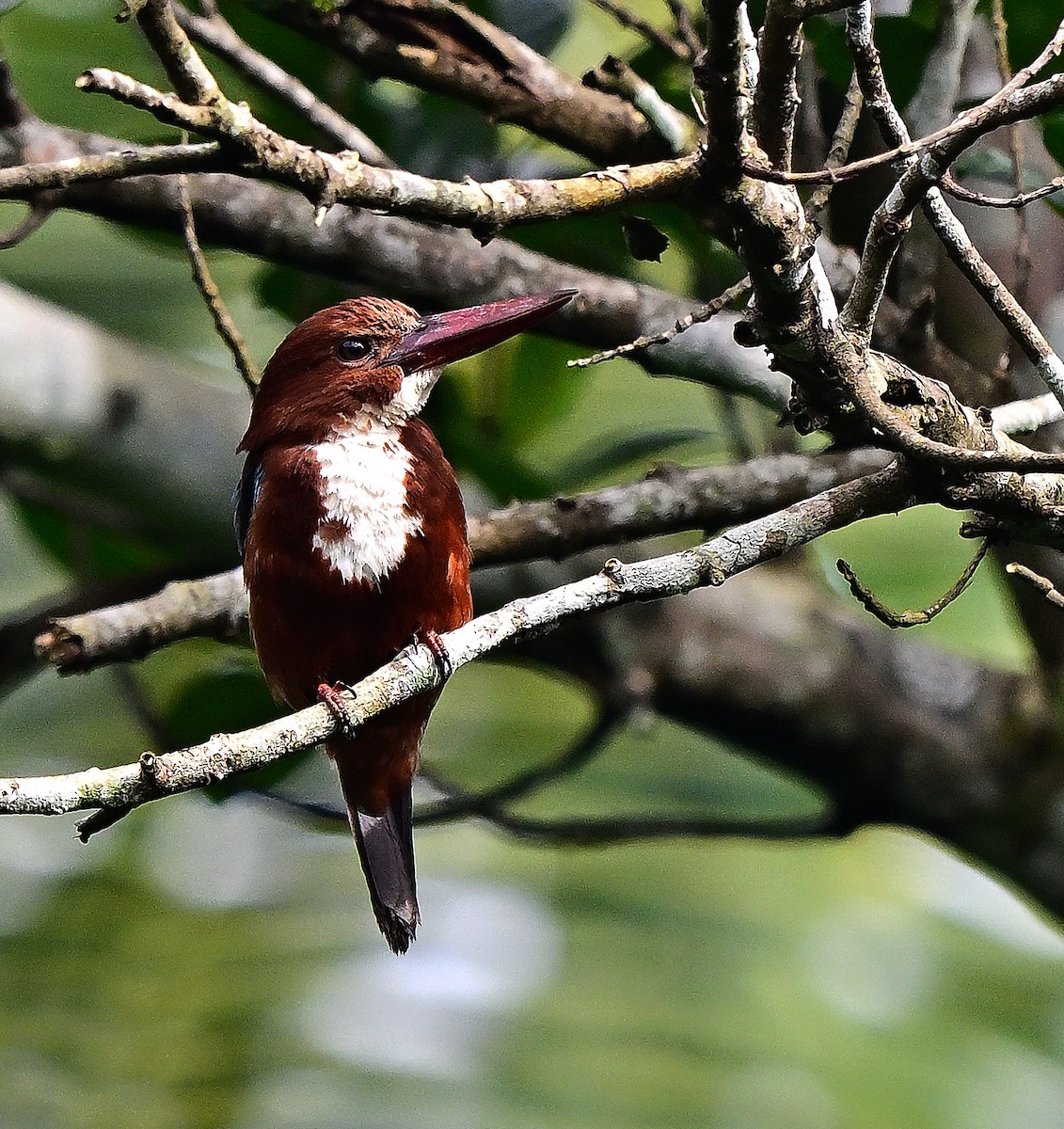 White-throated Kingfisher - ML640174074