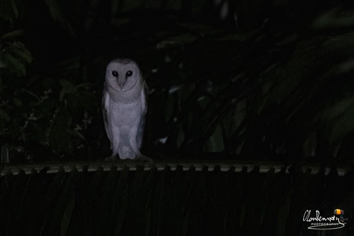 Eastern Barn Owl - ML640174111