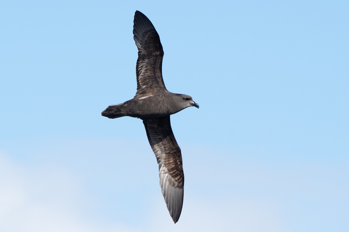 Great-winged Petrel - ML640174113
