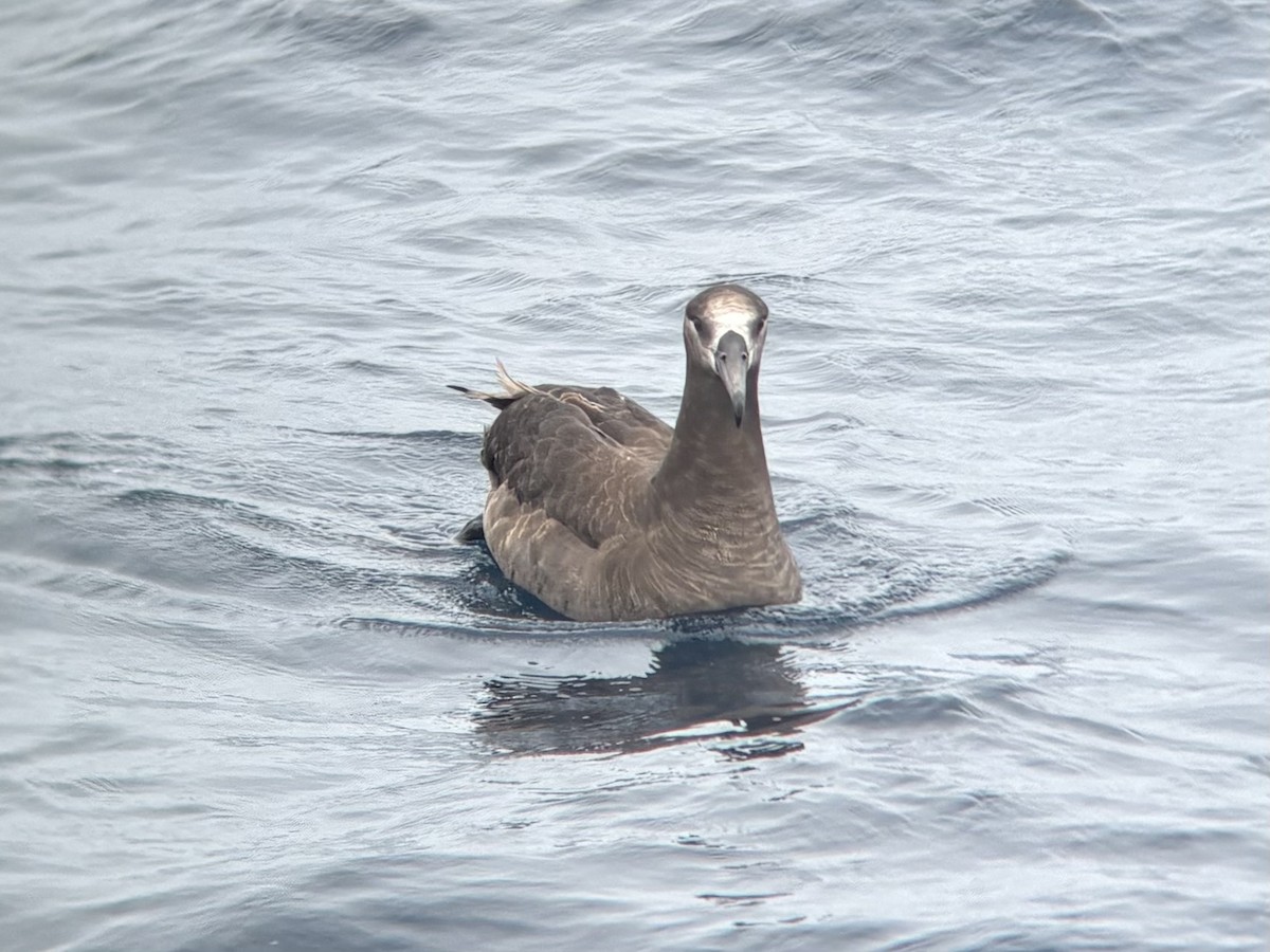Black-footed Albatross - ML640174115