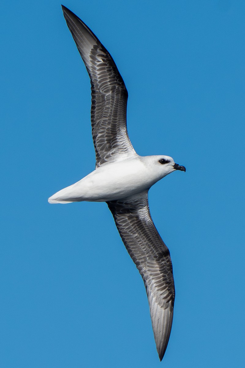 White-headed Petrel - ML640174123