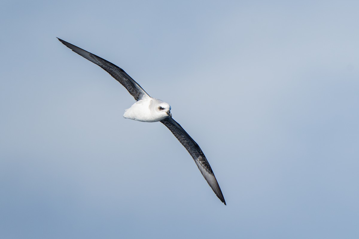 White-headed Petrel - ML640174125