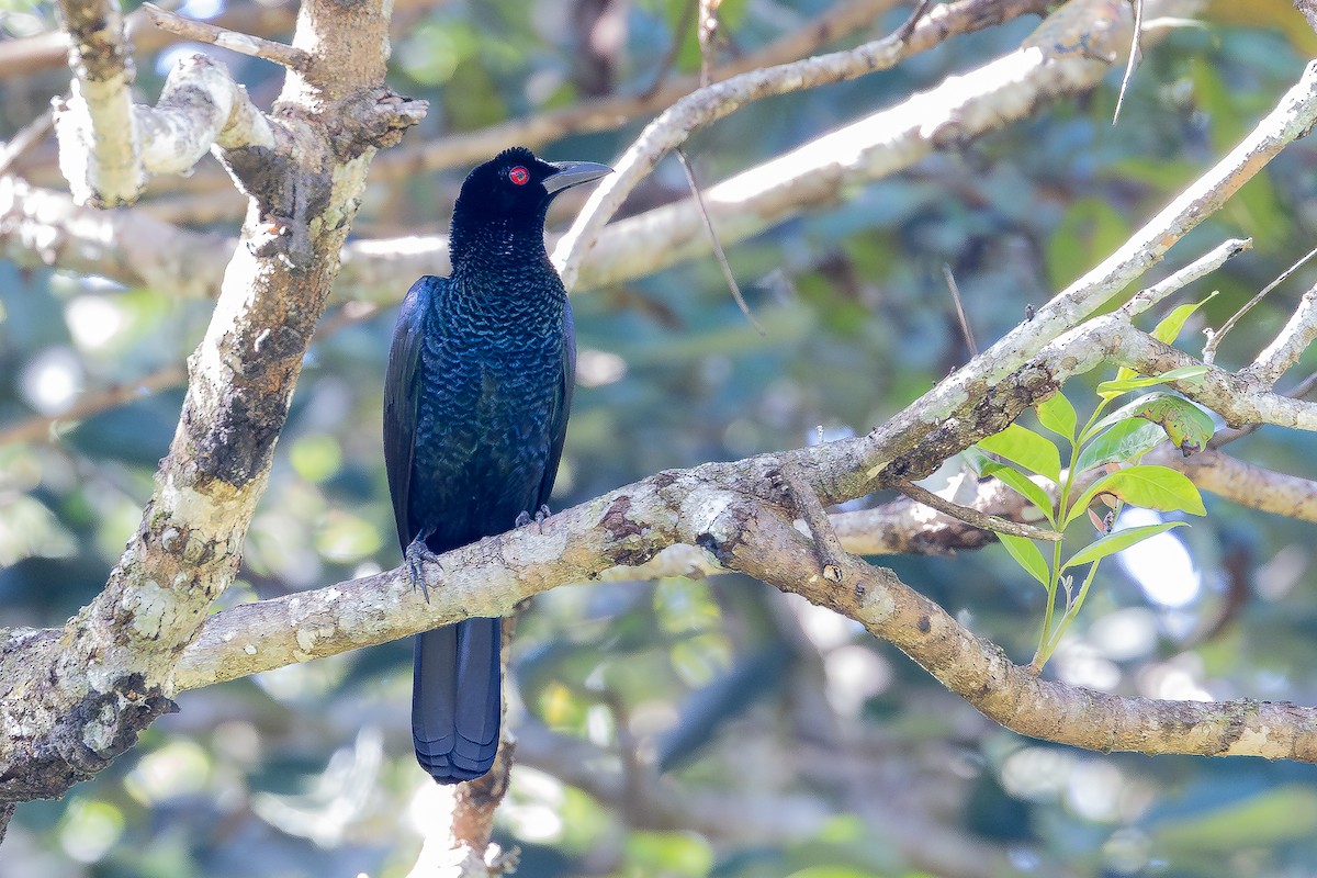 Crinkle-collared Manucode - ML640174129