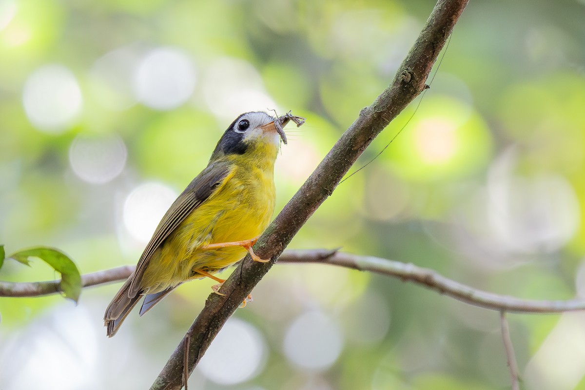 White-faced Robin - ML640174132