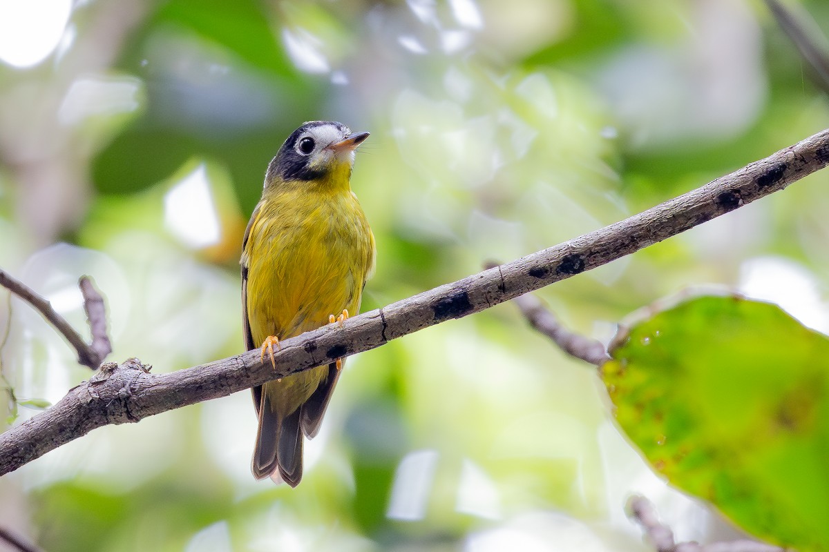 White-faced Robin - ML640174133