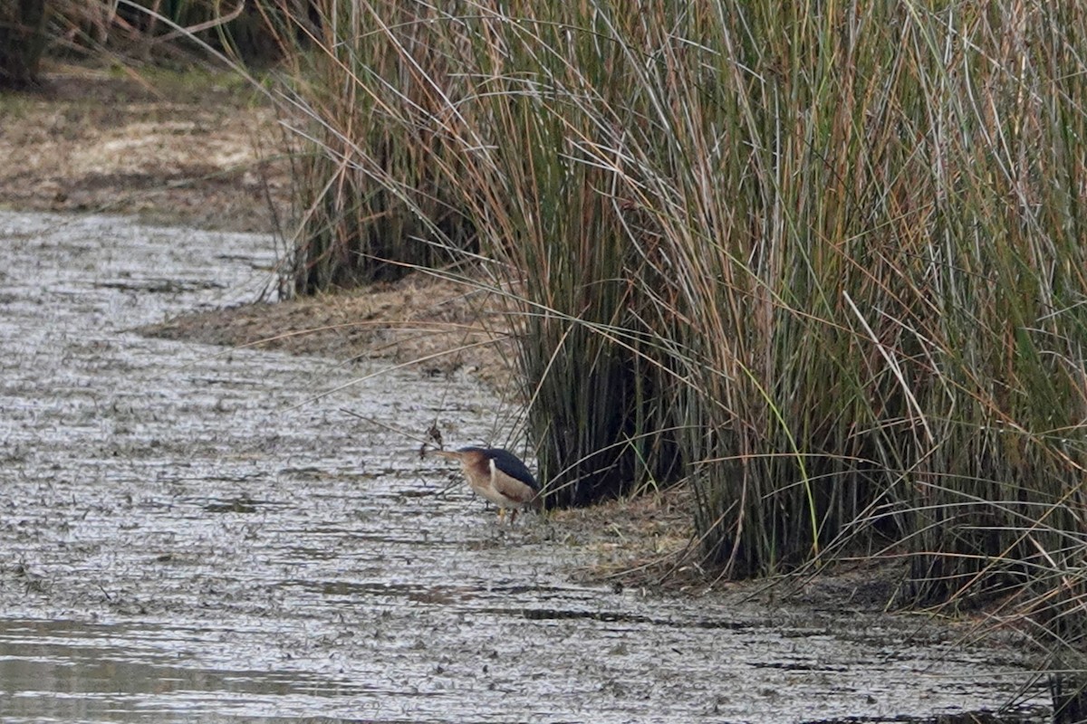Least Bittern - ML640174152