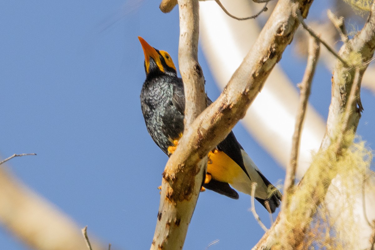 Yellow-faced Myna - ML640174199