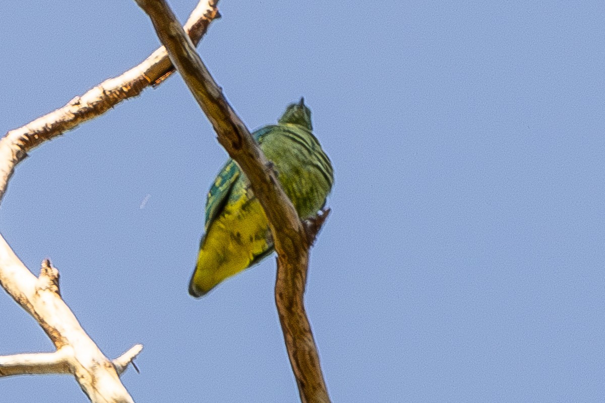 Dwarf Fruit-Dove - ML640174203