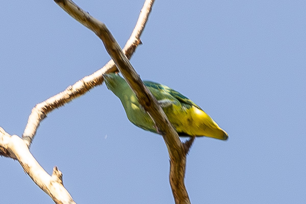 Dwarf Fruit-Dove - ML640174204