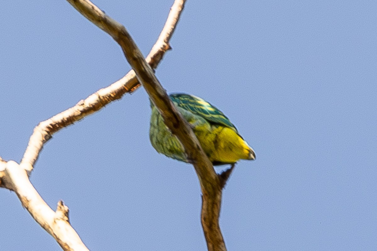 Dwarf Fruit-Dove - ML640174205