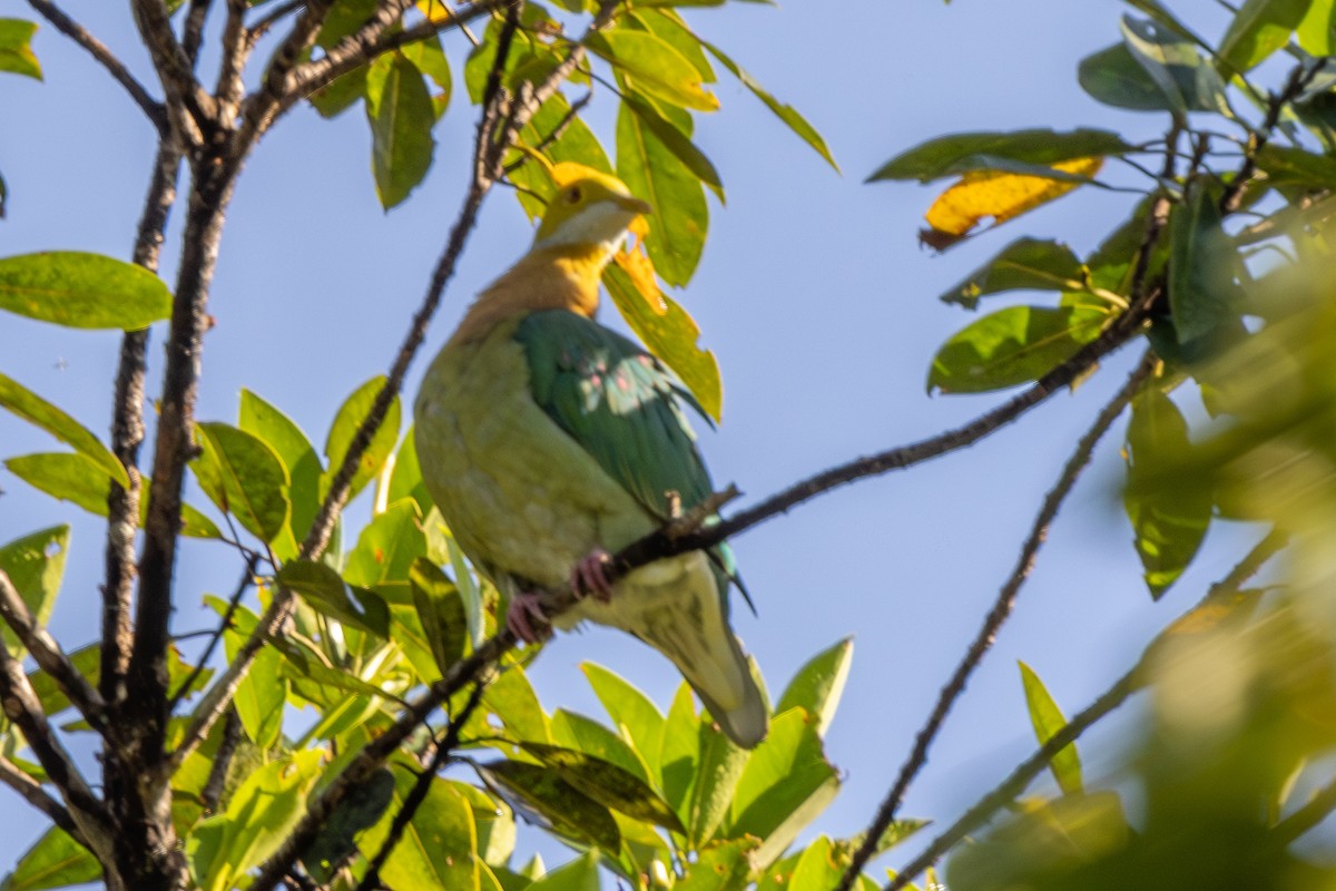 Pink-spotted Fruit-Dove - ML640174206
