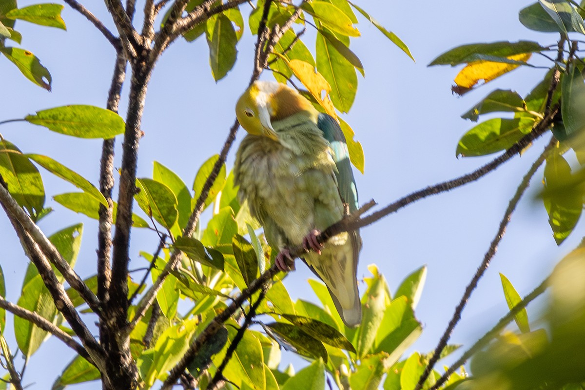 Pink-spotted Fruit-Dove - ML640174207