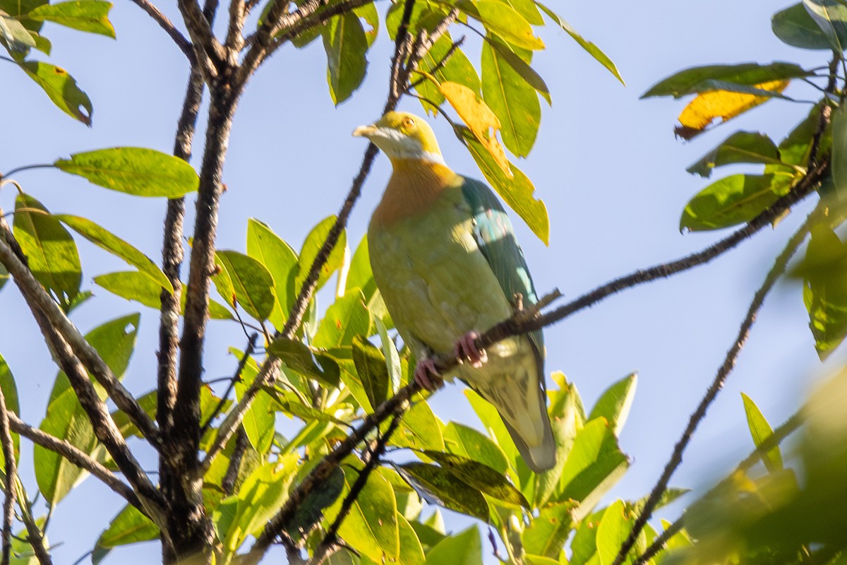 Pink-spotted Fruit-Dove - ML640174208