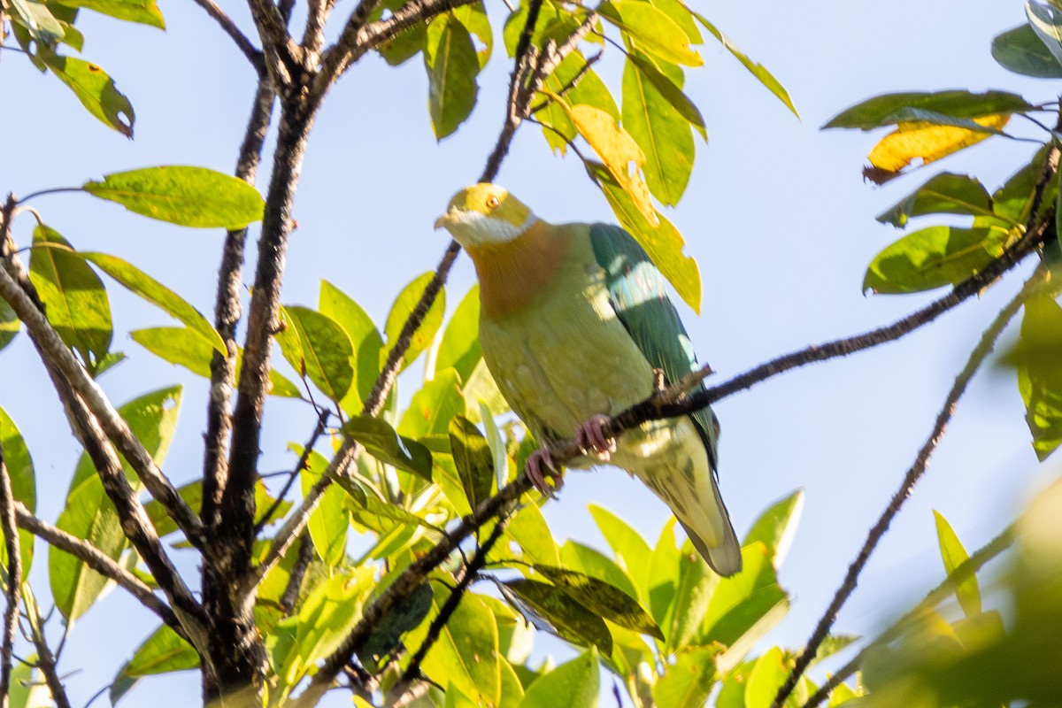Pink-spotted Fruit-Dove - ML640174209