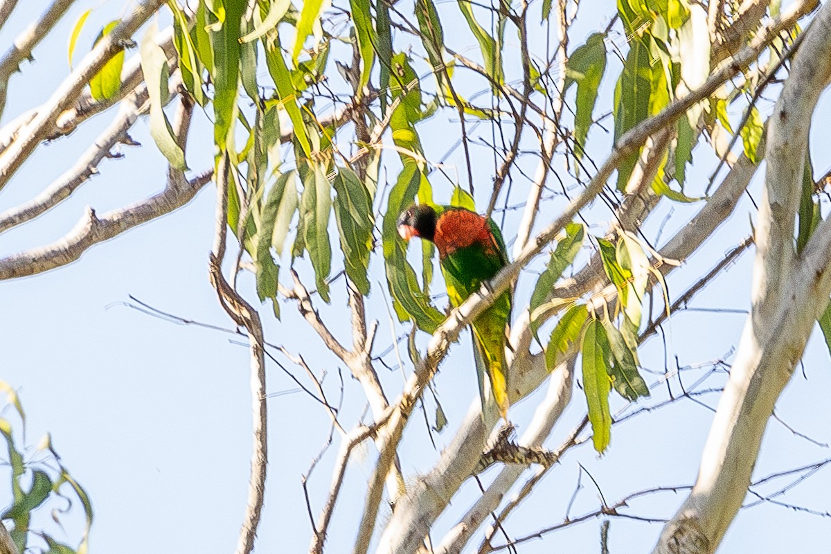 Coconut Lorikeet - ML640174235