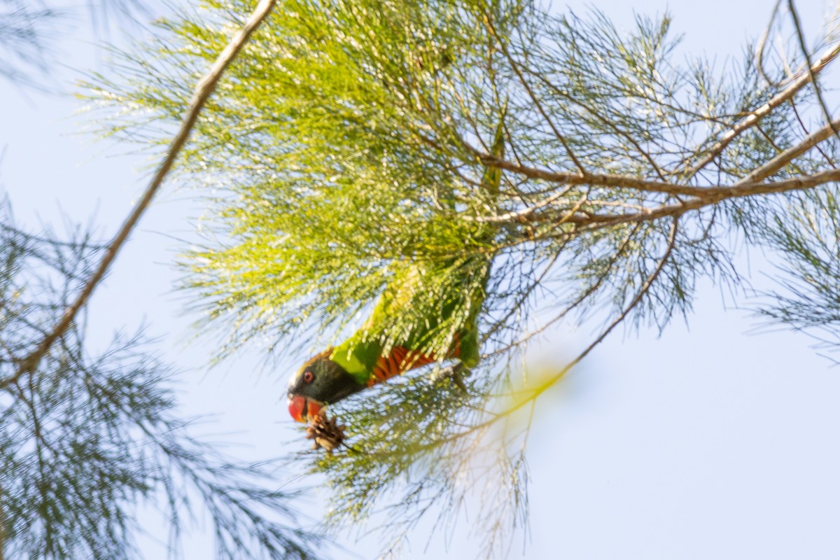 Coconut Lorikeet - ML640174236