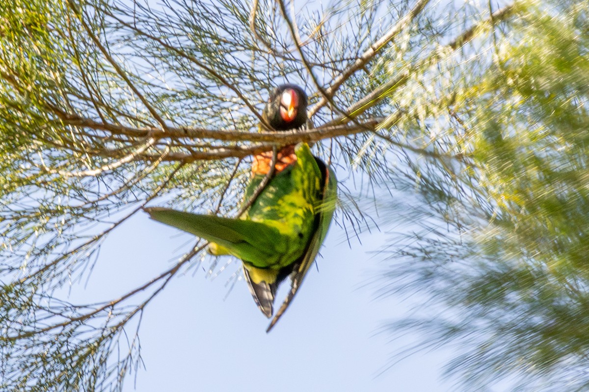 Coconut Lorikeet - ML640174237