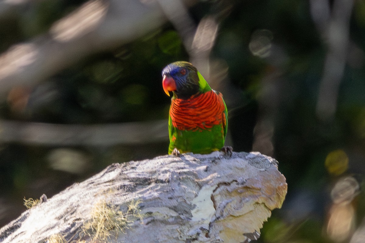 Coconut Lorikeet - ML640174263