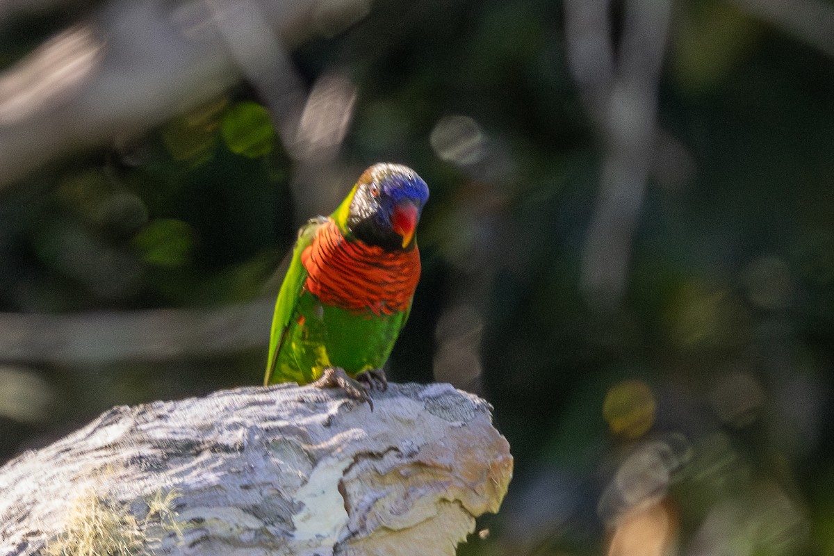 Coconut Lorikeet - ML640174264