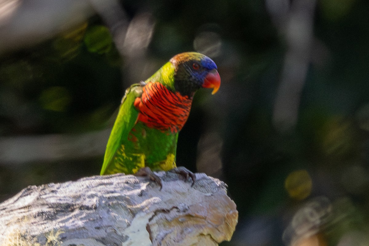 Coconut Lorikeet - ML640174265