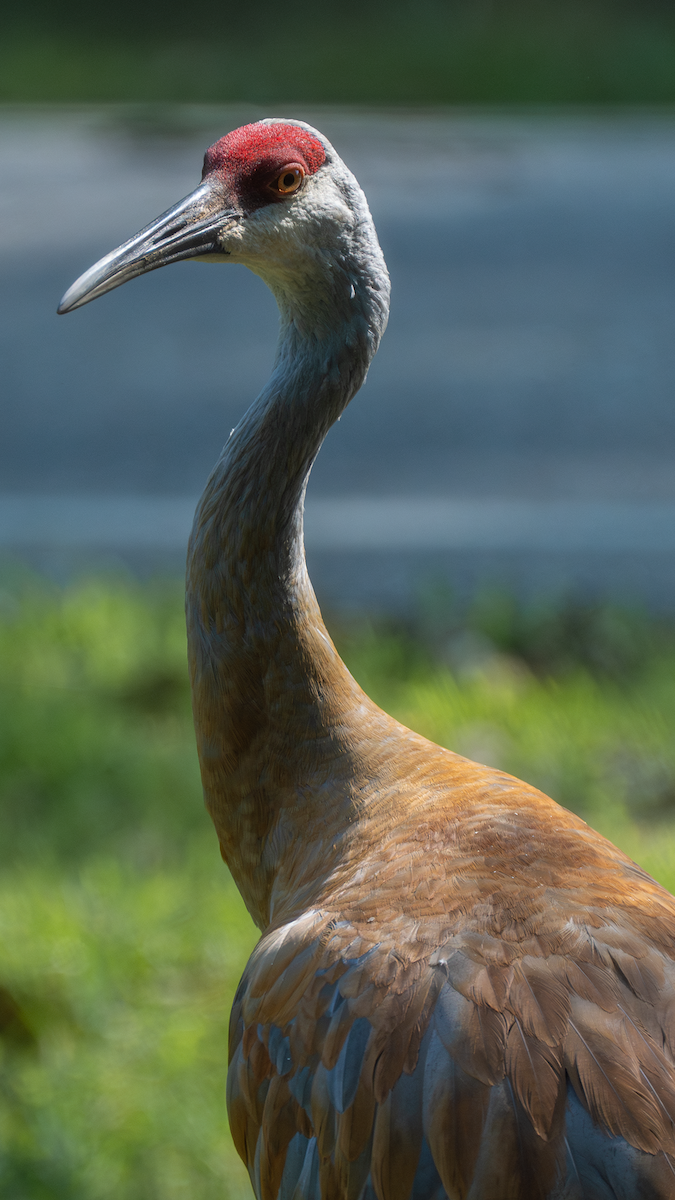 Sandhill Crane - ML640174299