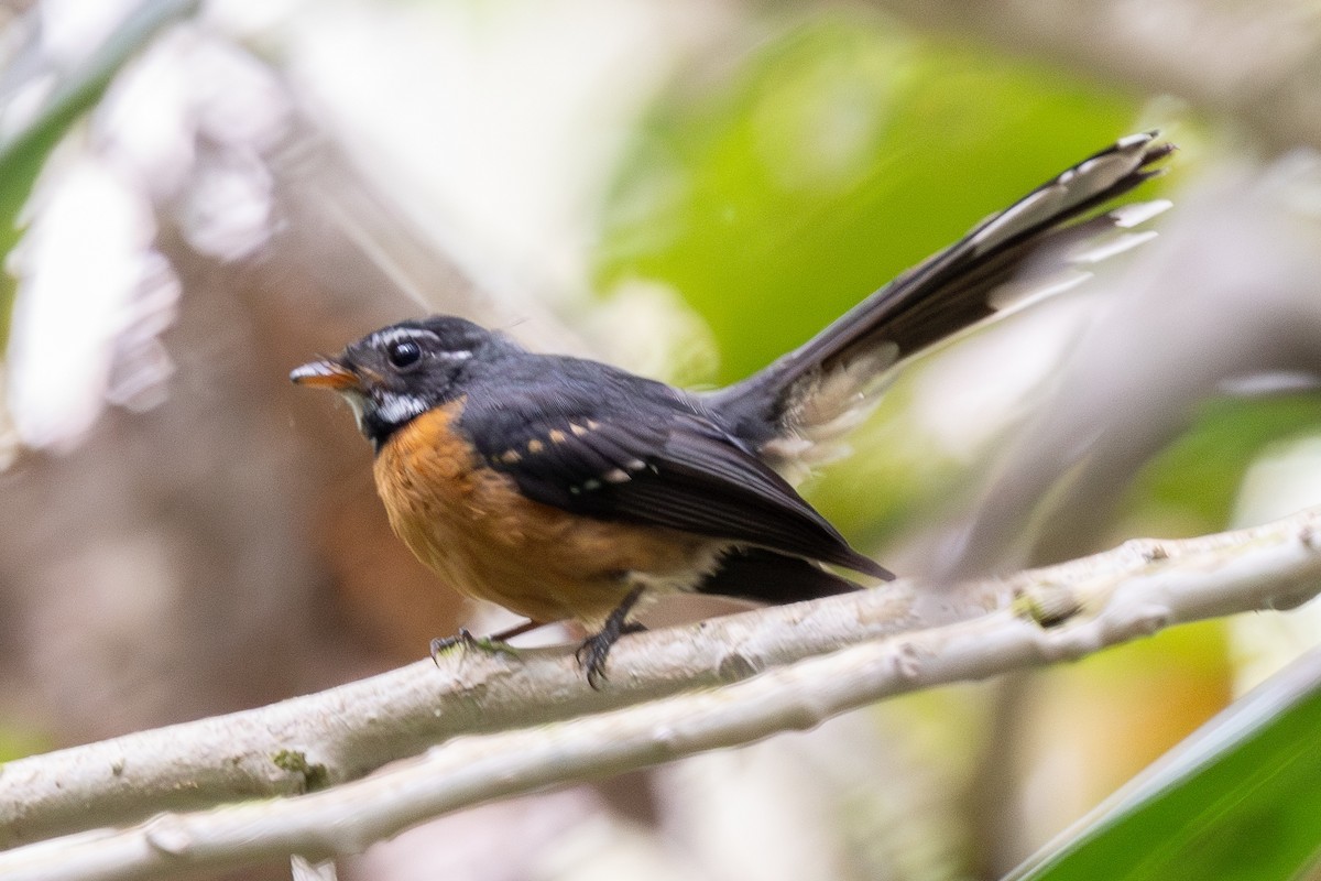 Chestnut-bellied Fantail - ML640174303