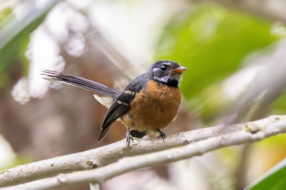Chestnut-bellied Fantail - ML640174304
