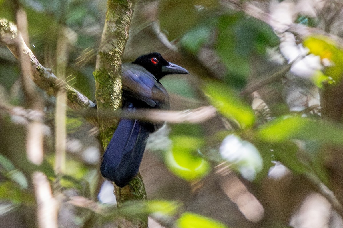 Crinkle-collared Manucode - ML640174308