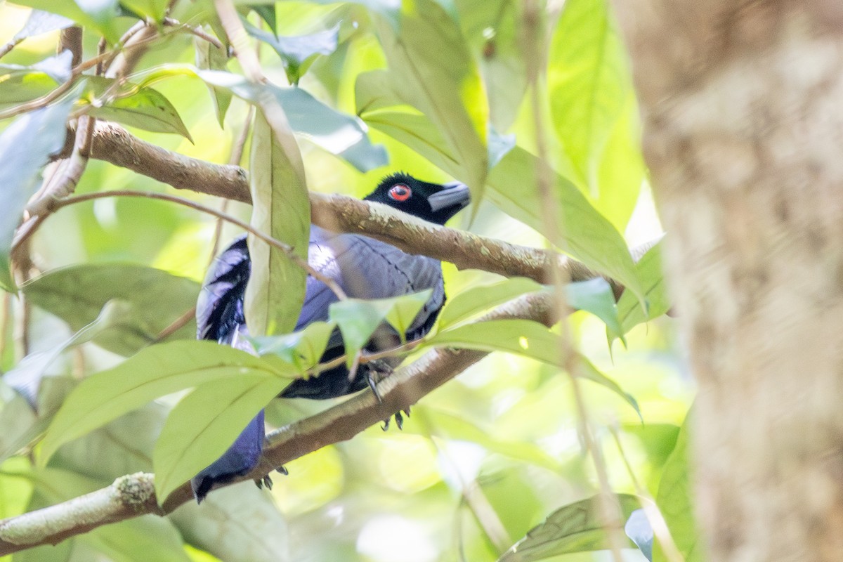 Crinkle-collared Manucode - ML640174309