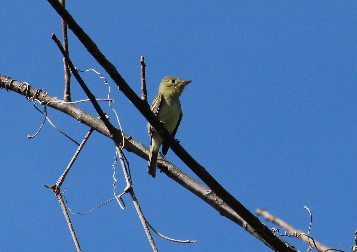 Western Flycatcher (Cordilleran) - ML64017431