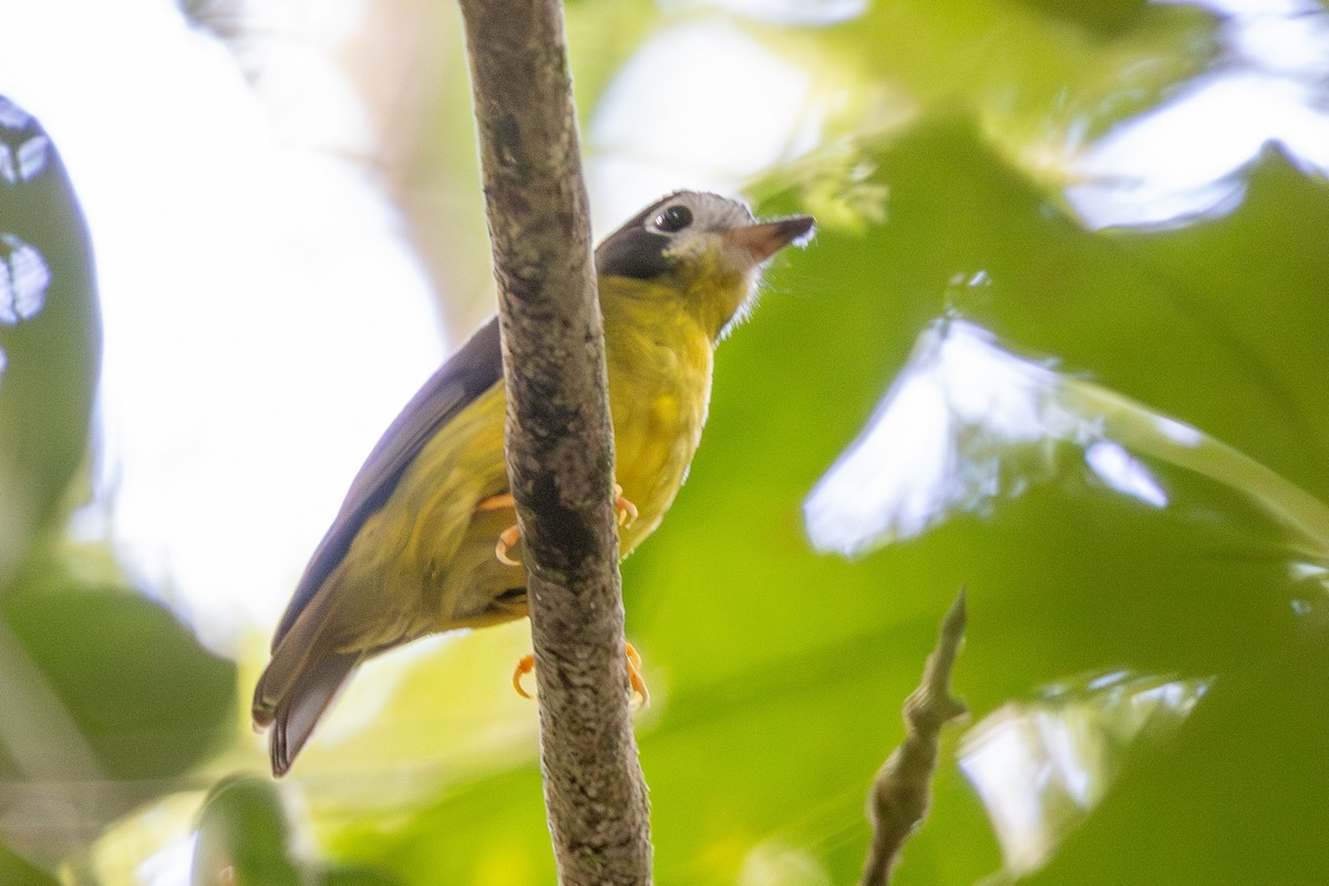 White-faced Robin - ML640174310