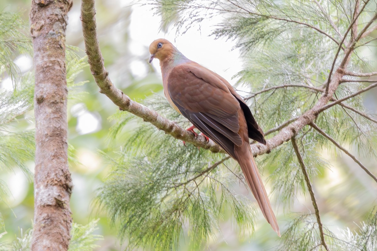 Amboyna Cuckoo-Dove - ML640174331