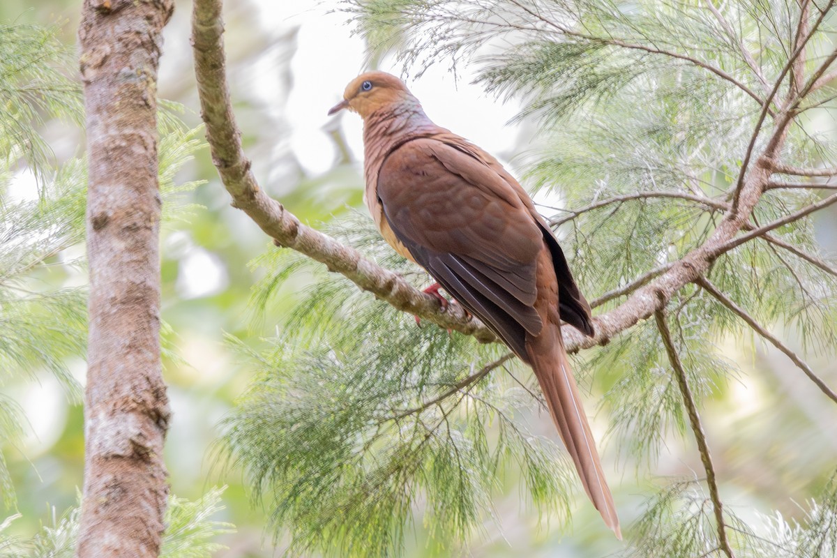 Amboyna Cuckoo-Dove - ML640174332