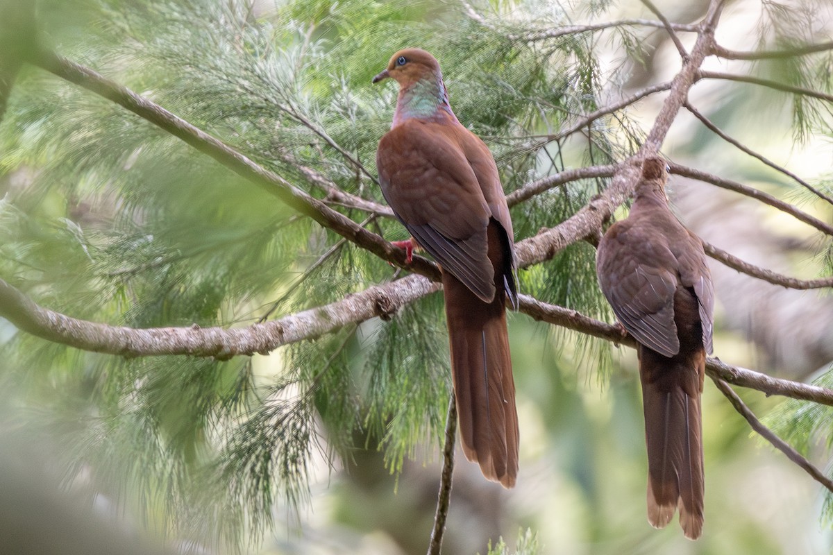 Amboyna Cuckoo-Dove - ML640174333