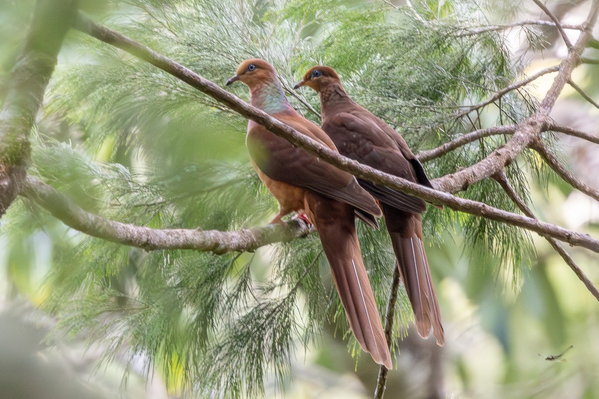 Amboyna Cuckoo-Dove - ML640174334