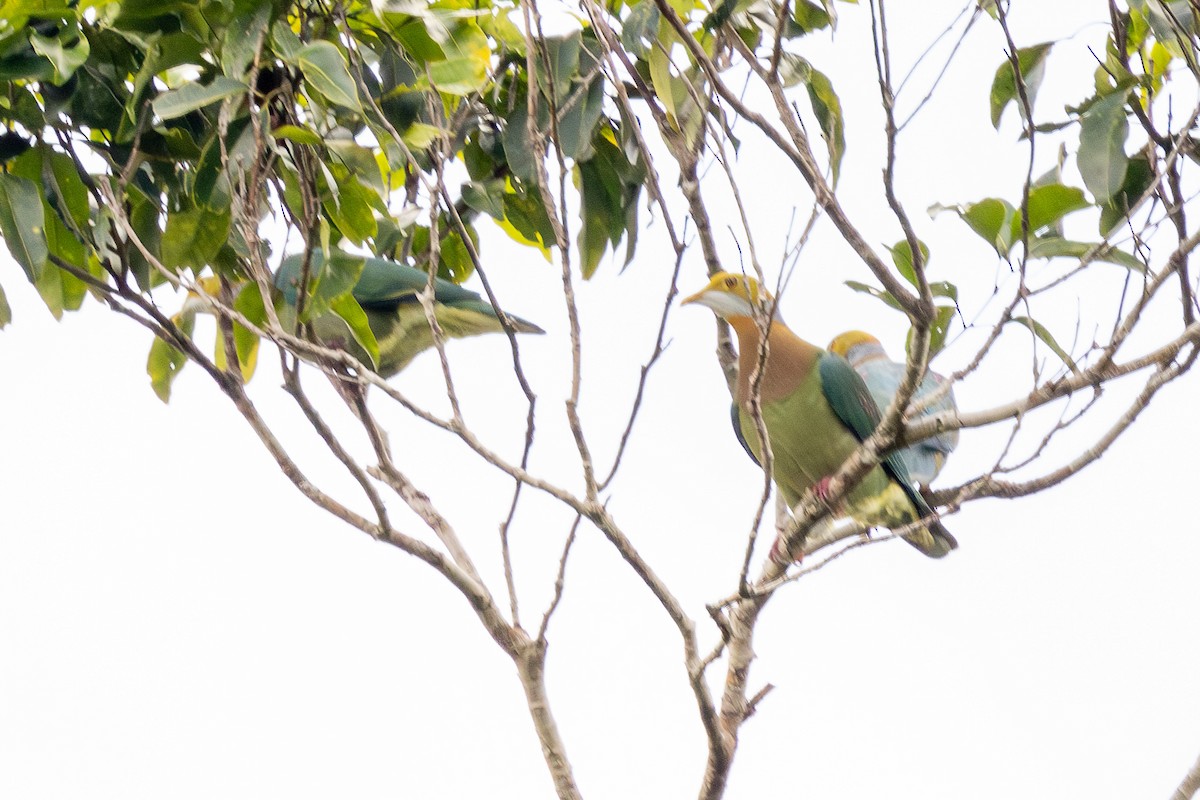 Pink-spotted Fruit-Dove - ML640174342