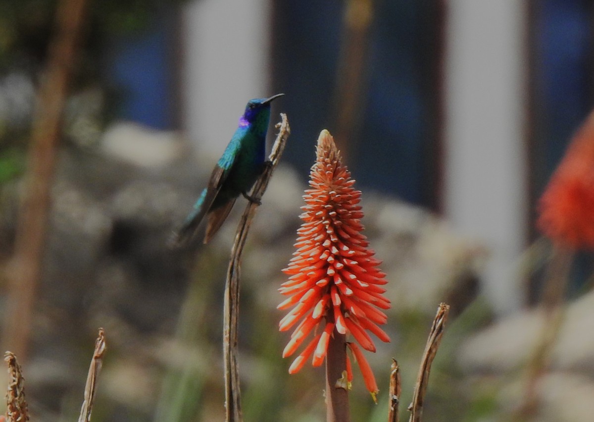Mexican Violetear - ML640174379