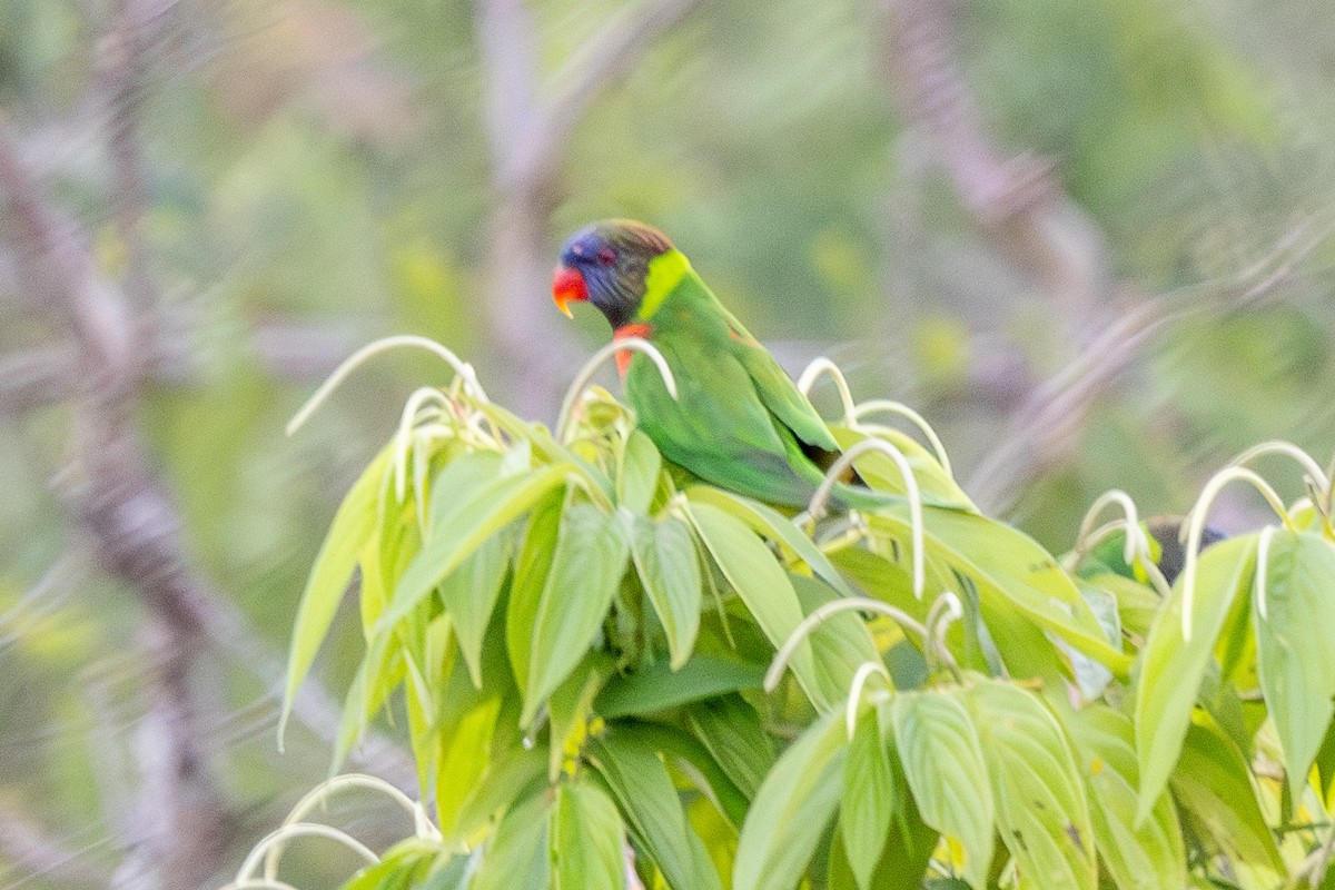 Coconut Lorikeet - ML640174385