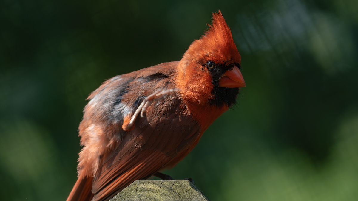 Northern Cardinal - ML640174422