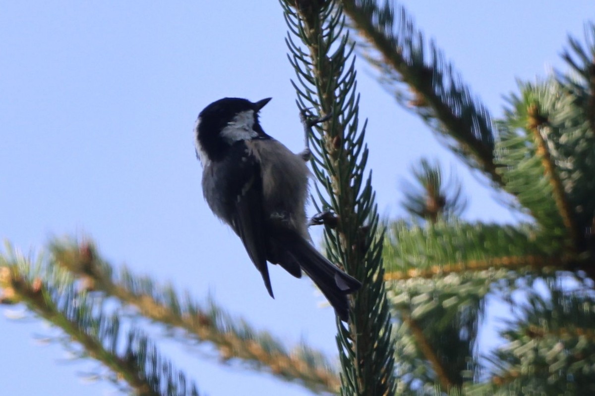 Coal Tit - ML640174455